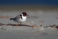 Kulik cernohlavy - Thinornis cucullatus - Hooded Plover o5029